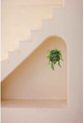 Hedera w Doniczce Patt