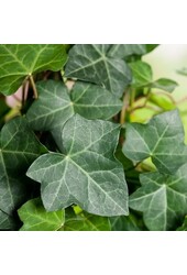 Hedera w Doniczce Patt