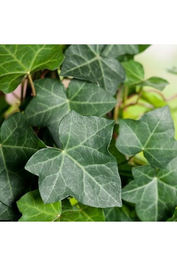 Hedera w Doniczce Patt