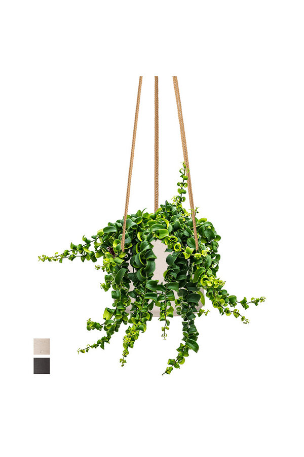 Aeschynanthus Lobbianus Twister w doniczce Patt