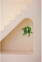 Aeschynanthus Lobbianus Twister w doniczce Patt