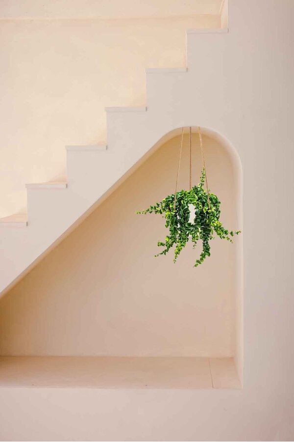 Aeschynanthus Lobbianus Twister w doniczce Patt