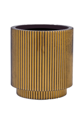 Areka w Złotym Cylindrze