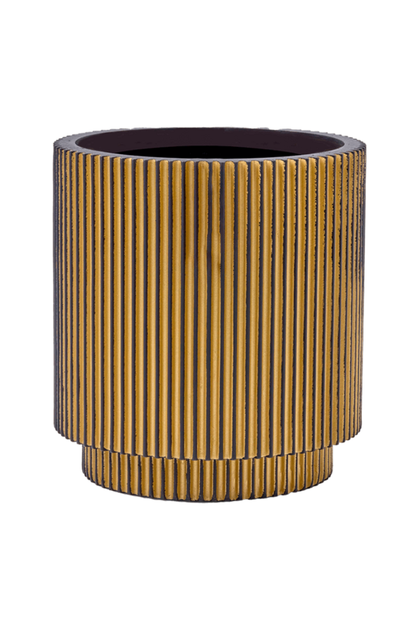 Areka w Złotym Cylindrze