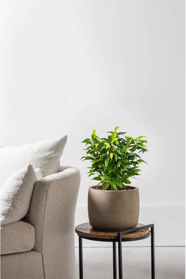 Ficus benjamina Natasja