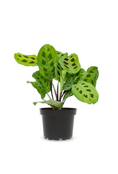 Maranta leuconeura Kerchoveana
