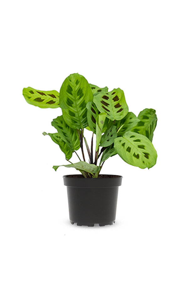 Maranta leuconeura Kerchoveana