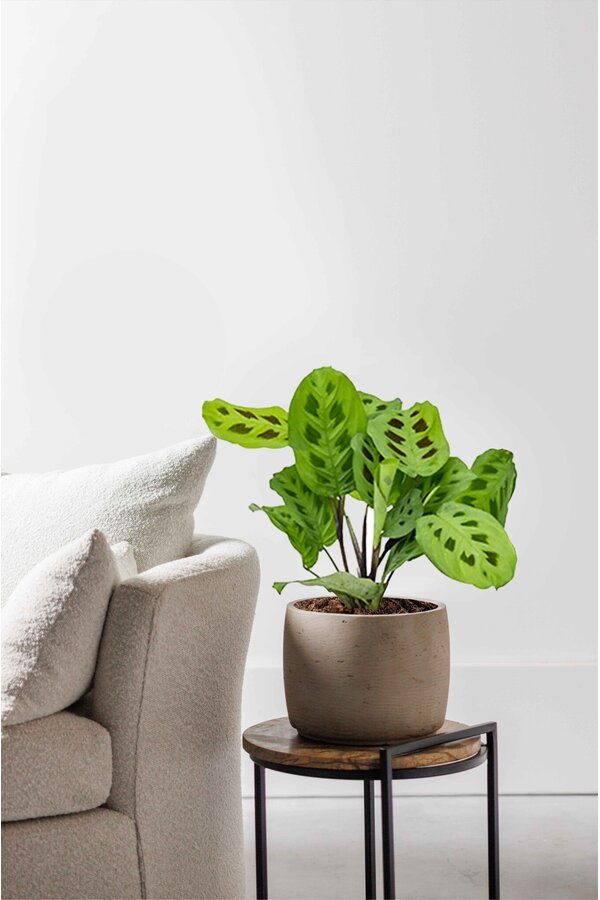 Maranta leuconeura Kerchoveana