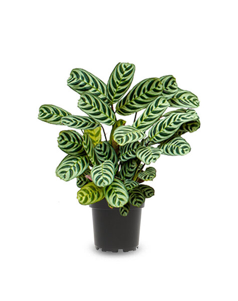 Ctenanthe