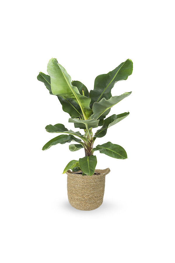 Musa Roślina bananowa w Nelis natural