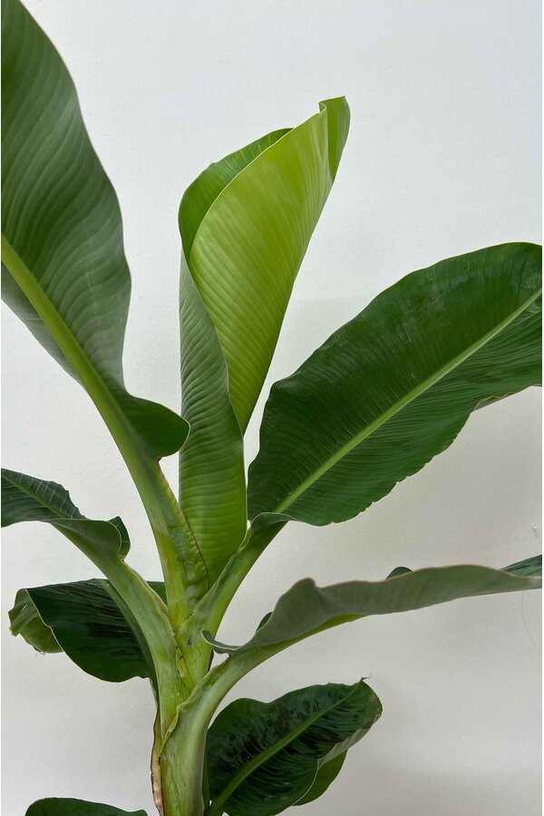 Musa Roślina bananowa w Nelis natural