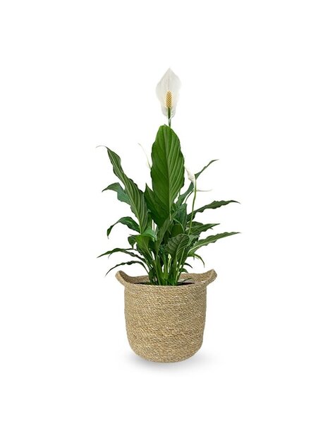 Trawa morska | Spathiphyllum