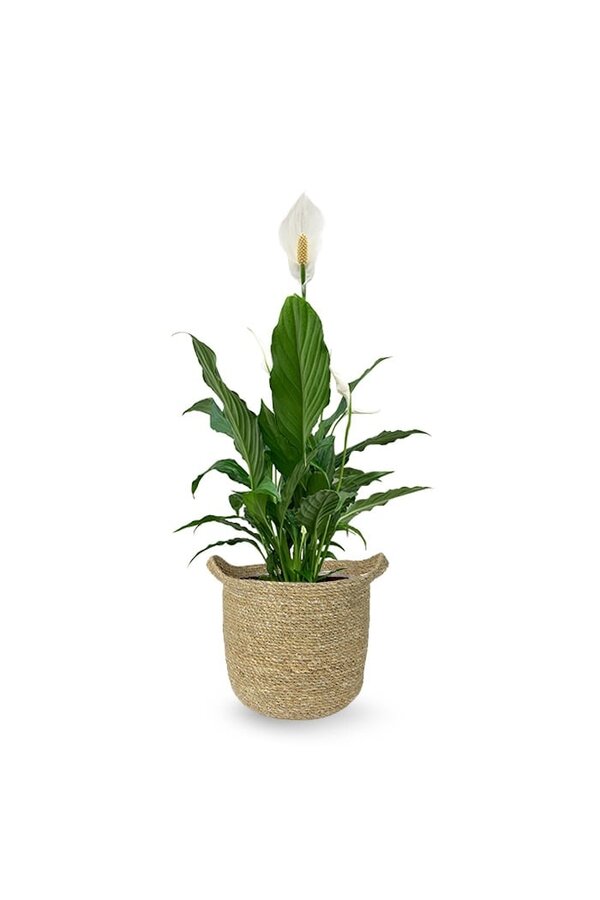 Roślina łyżecznikowa w naturalnej doniczce Nelis