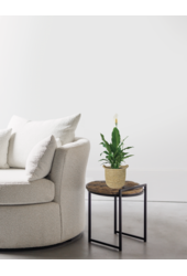 Skrzydłokwiat w doniczce Nelis natural