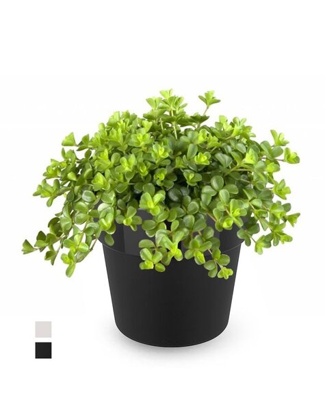 Elho | Peperomia