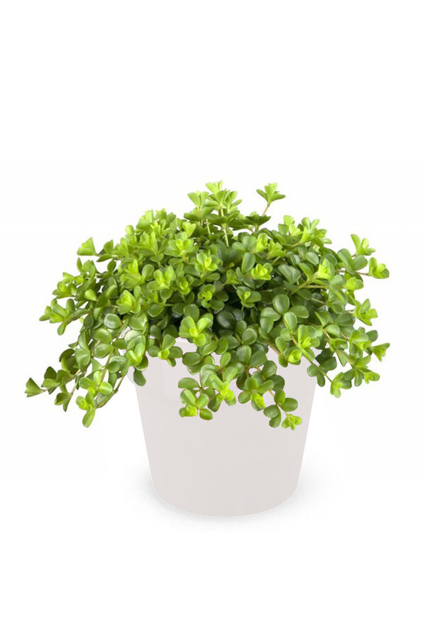 Peperomia Peperomia karłowata w B. For Original