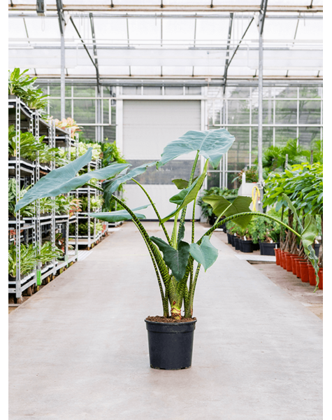 Alocasia