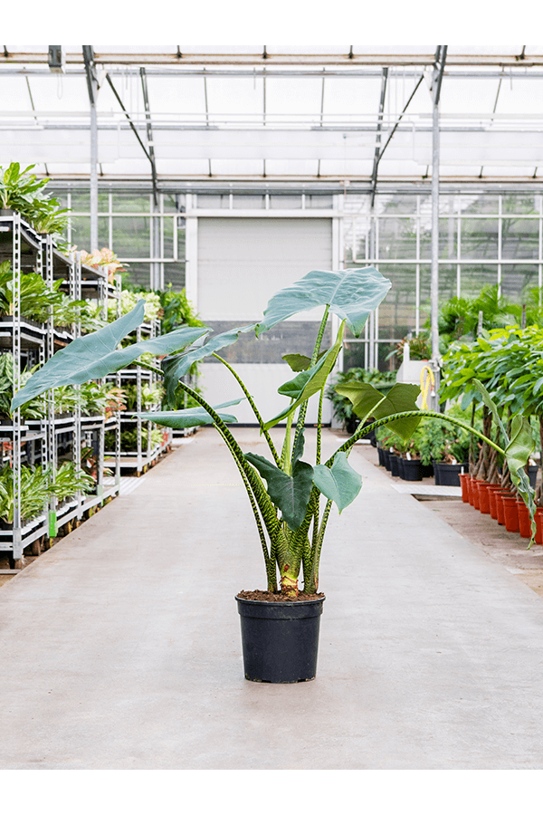 Alocasia Zebrina XL