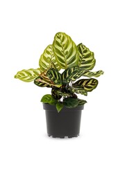 Calathea Makoyana