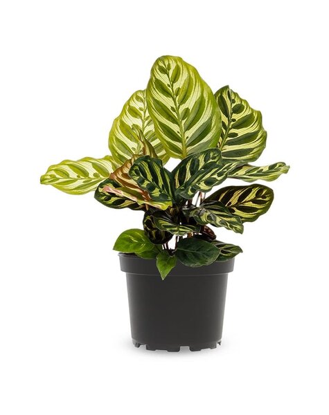 Calathea