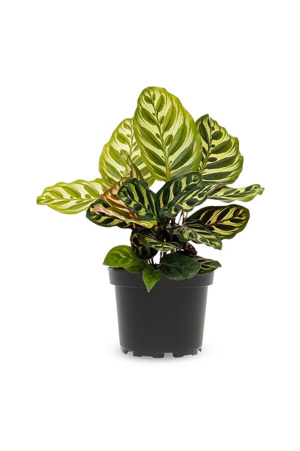 Calathea Makoyana