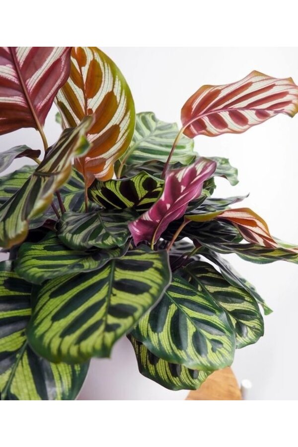 Calathea Makoyana