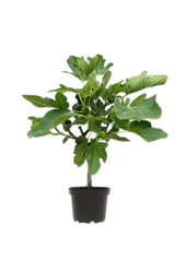 Ficus Carica Drzewo figowe S