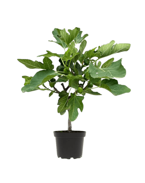Ficus Carica Drzewo figowe
