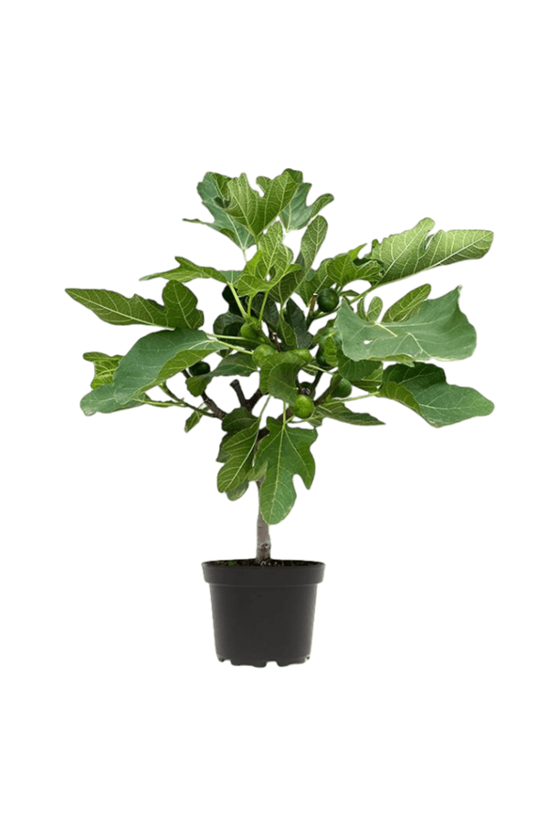 Ficus Carica Drzewo figowe S