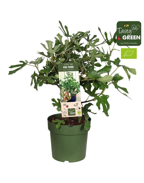 Ficus Carica Drzewo figowe