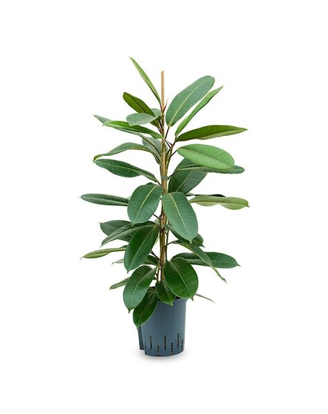 Ficus