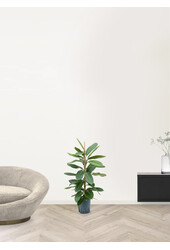 Fikus Americana Tresor