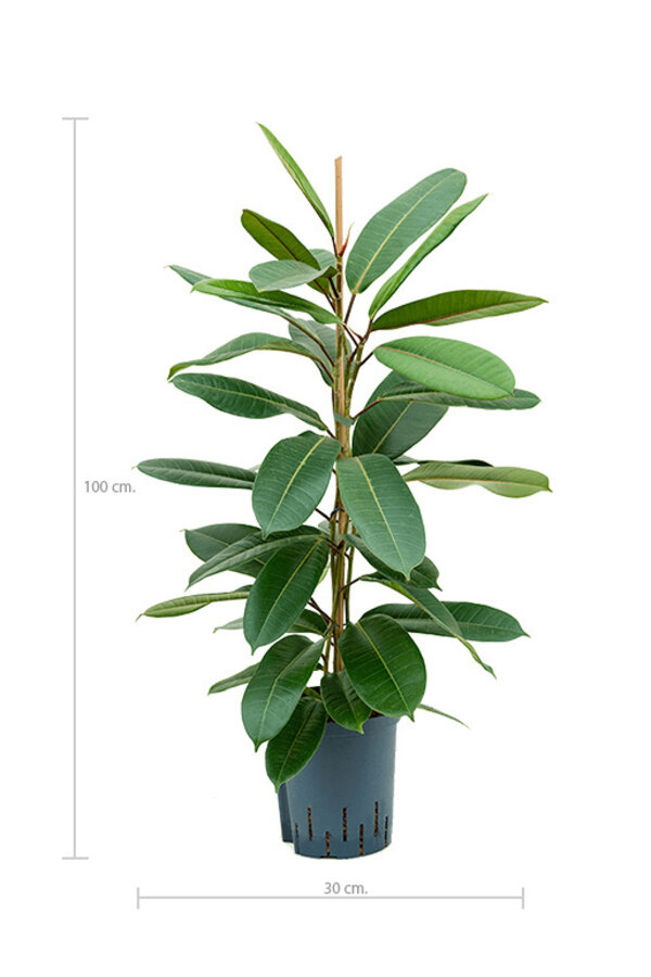 Ficus Americana Tresor