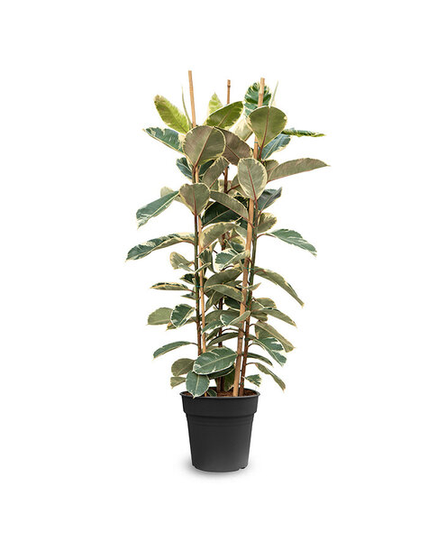 Ficus elastica