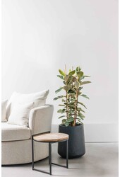 Ficus Elastica Tineke