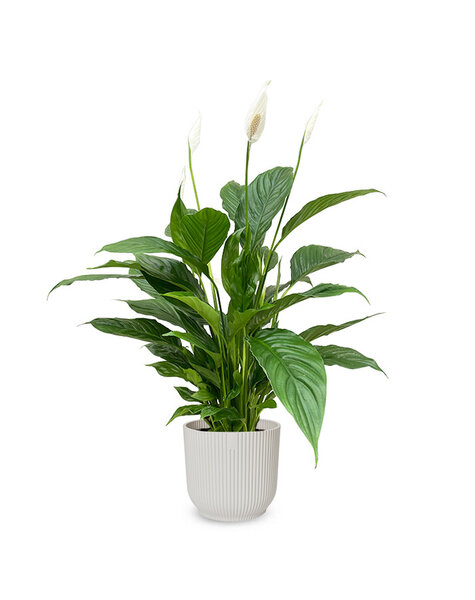 Elho Elho | Roślina łyżkowa