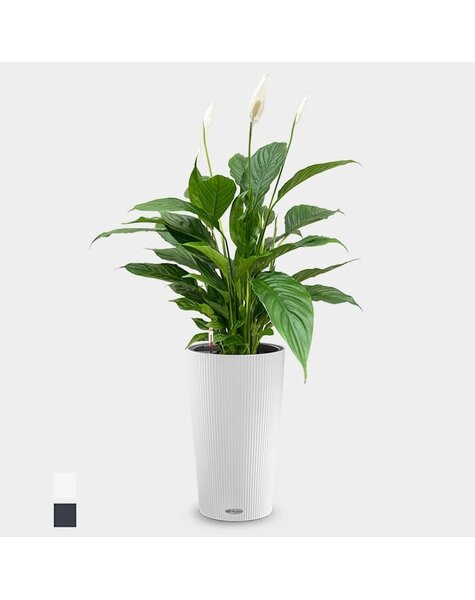 Lechuza Lechuza | Skrzydłokwiat