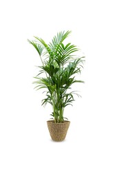Palma Kentia XXL w doniczce Jip