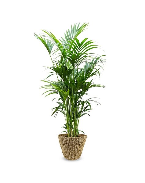 Jip | Howea Forsteriana