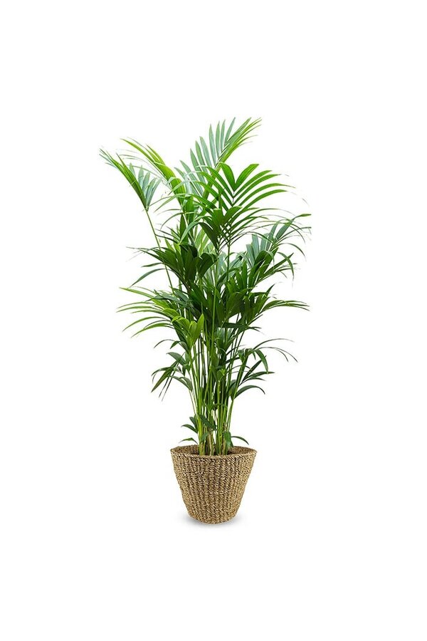 Palma Kentia XXL w doniczce Jip