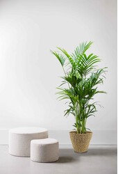Palma Kentia XXL w doniczce Jip