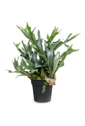 Platycerium bifurcatum