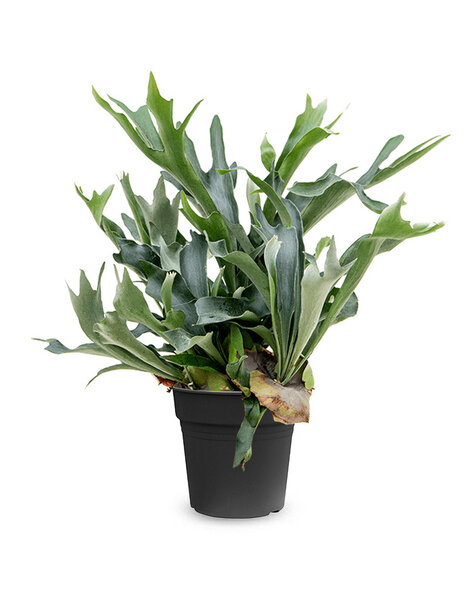 Platycerium