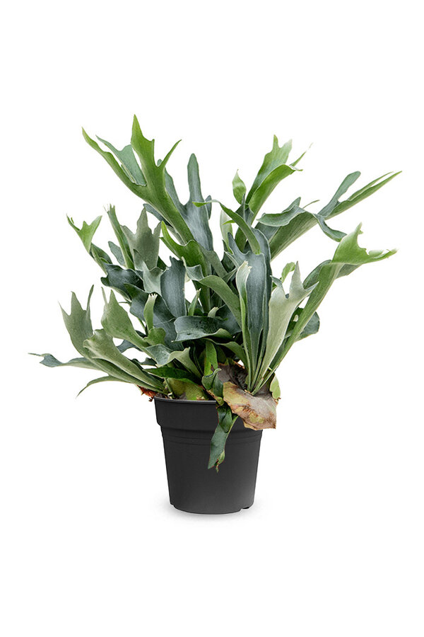Platycerium bifurcatum