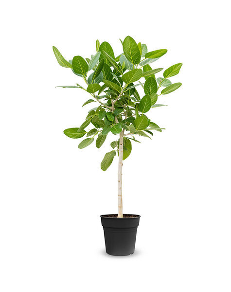 Ficus Benghalensis