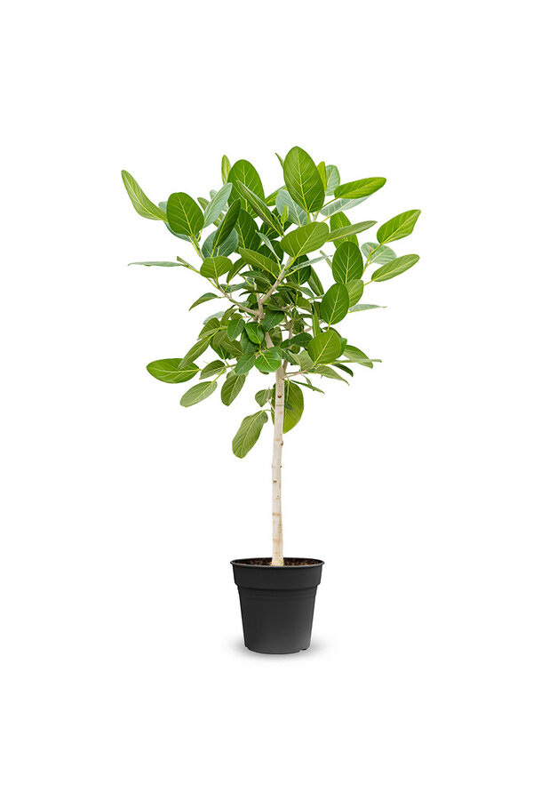 Ficus Benghalensis Audrey