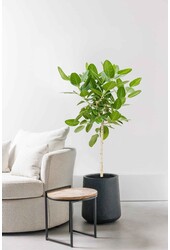 Ficus Benghalensis Audrey