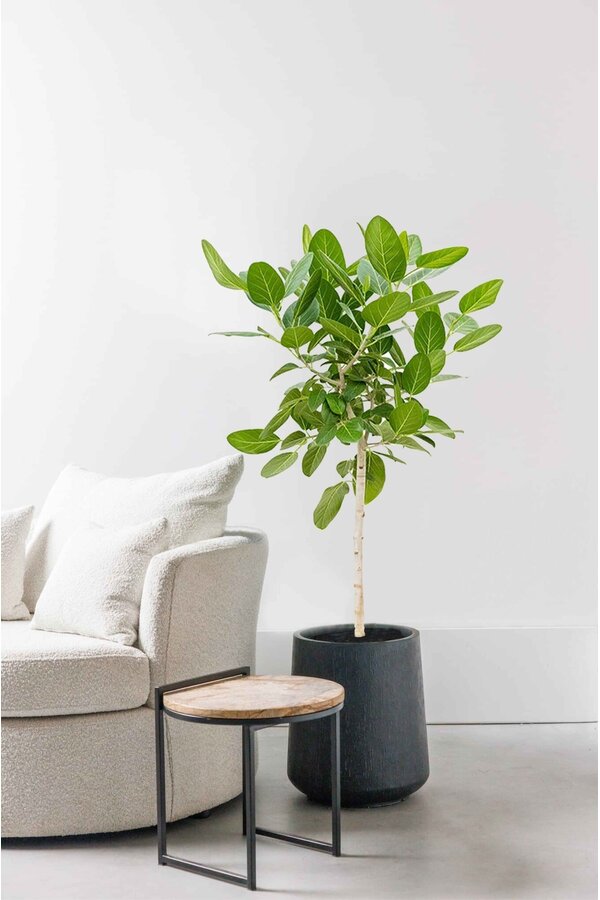 Ficus Benghalensis Audrey