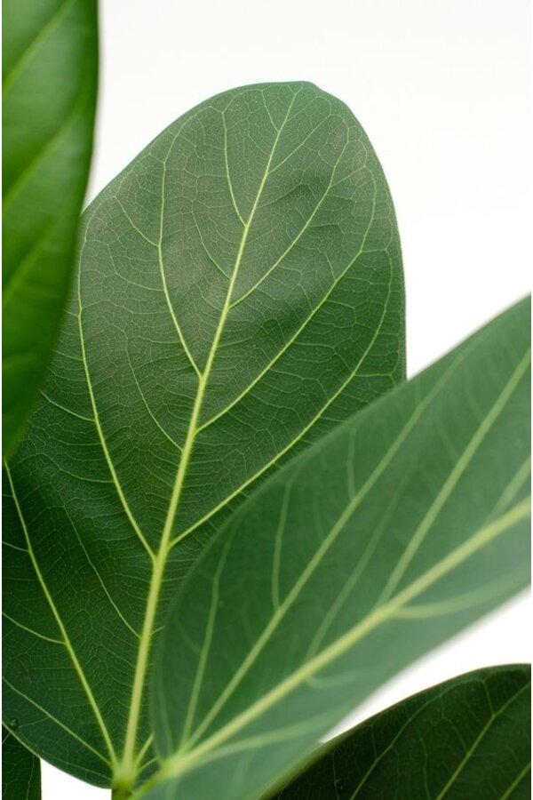 Ficus Benghalensis Audrey