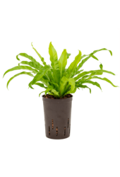 Hydro Roślina Asplenium antiquum